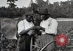 Image of African American farmers treat cotton for boll weevils United States USA, 1921, second 24 stock footage video 65675023990