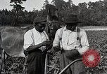 Image of African American farmers treat cotton for boll weevils United States USA, 1921, second 25 stock footage video 65675023990