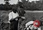 Image of African American farmers treat cotton for boll weevils United States USA, 1921, second 26 stock footage video 65675023990