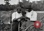 Image of African American farmers treat cotton for boll weevils United States USA, 1921, second 28 stock footage video 65675023990