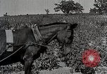 Image of Tuskegee Movable School students learn carpentry farming and astronomy Alabama United States USA, 1921, second 54 stock footage video 65675023993
