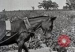 Image of Tuskegee Movable School students learn carpentry farming and astronomy Alabama United States USA, 1921, second 55 stock footage video 65675023993