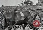 Image of Tuskegee Movable School students learn carpentry farming and astronomy Alabama United States USA, 1921, second 56 stock footage video 65675023993