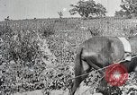 Image of Tuskegee Movable School students learn carpentry farming and astronomy Alabama United States USA, 1921, second 57 stock footage video 65675023993
