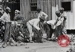 Image Negro students learning de semer des plantes et construire une remise Alabama United States USA, 1921, de la seconde 11 séquences d'archives historiques vidéo 65675023995