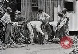 Image Negro students learning de semer des plantes et construire une remise Alabama United States USA, 1921, de la seconde 12 séquences d'archives historiques vidéo 65675023995