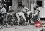 Image Negro students learning de semer des plantes et construire une remise Alabama United States USA, 1921, de la seconde 13 séquences d'archives historiques vidéo 65675023995