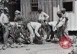 Image Negro students learning de semer des plantes et construire une remise Alabama United States USA, 1921, de la seconde 17 séquences d'archives historiques vidéo 65675023995