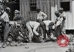 Image Negro students learning de semer des plantes et construire une remise Alabama United States USA, 1921, de la seconde 18 séquences d'archives historiques vidéo 65675023995