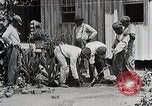 Image Negro students learning de semer des plantes et construire une remise Alabama United States USA, 1921, de la seconde 19 séquences d'archives historiques vidéo 65675023995