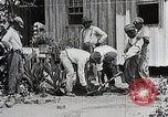 Image Negro students learning de semer des plantes et construire une remise Alabama United States USA, 1921, de la seconde 20 séquences d'archives historiques vidéo 65675023995
