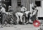 Image Negro students learning de semer des plantes et construire une remise Alabama United States USA, 1921, de la seconde 21 séquences d'archives historiques vidéo 65675023995