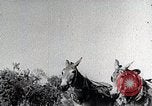 Image of Tuskegee Airman 99th Pursuit Squadron visited by family Tuskegee Alabama USA, 1942, second 41 stock footage video 65675023998