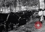 Image of Marshall Petain France, 1917, second 16 stock footage video 65675024137