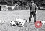 Image of Dog Training France, 1917, second 3 stock footage video 65675024165