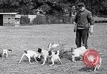 Image of Dog Training France, 1917, second 4 stock footage video 65675024165