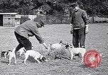 Image of Dog Training France, 1917, second 5 stock footage video 65675024165