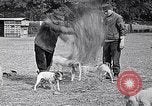 Image of Dog Training France, 1917, second 6 stock footage video 65675024165