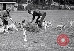 Image of Dog Training France, 1917, second 9 stock footage video 65675024165