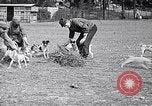 Image of Dog Training France, 1917, second 10 stock footage video 65675024165