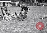 Image of Dog Training France, 1917, second 11 stock footage video 65675024165