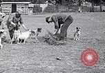 Image of Dog Training France, 1917, second 13 stock footage video 65675024165