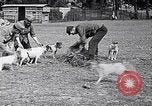 Image of Dog Training France, 1917, second 14 stock footage video 65675024165