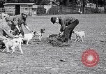 Image of Dog Training France, 1917, second 15 stock footage video 65675024165