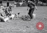 Image of Dog Training France, 1917, second 16 stock footage video 65675024165