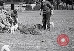 Image of Dog Training France, 1917, second 17 stock footage video 65675024165