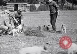 Image of Dog Training France, 1917, second 18 stock footage video 65675024165