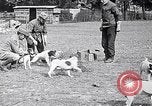Image of Dog Training France, 1917, second 19 stock footage video 65675024165