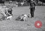 Image of Dog Training France, 1917, second 20 stock footage video 65675024165