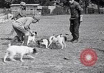 Image of Dog Training France, 1917, second 21 stock footage video 65675024165