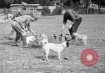 Image of Dog Training France, 1917, second 22 stock footage video 65675024165