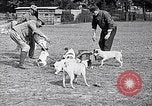Image of Dog Training France, 1917, second 23 stock footage video 65675024165