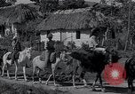 Image of Rural village Cuba, 1938, second 45 stock footage video 65675024211