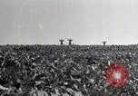 Image of German soldiers surrendering as U.S. Army advances through Belgium France, 1944, second 4 stock footage video 65675024438