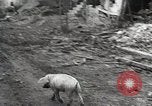 Image of Battle of the Bulge and American stand at Bastogne Belgium, 1944, second 9 stock footage video 65675024445