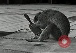 Image Mardi Gras Paris France, 1945, de la seconde 15 séquences d'archives historiques vidéo 65675024458