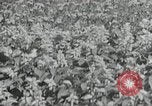 Immagine di Ginnastica in 1936 giochi olimpici Berlino Germania, 1936, secondo 60 filmato di repertorio 65675024479