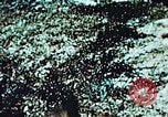 Image of locust plague Iran, 1951, second 6 stock footage video 65675024525