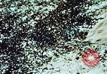 Image of locust plague Iran, 1951, second 7 stock footage video 65675024525