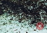 Image of locust plague Iran, 1951, second 9 stock footage video 65675024525