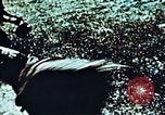 Image of locust plague Iran, 1951, second 11 stock footage video 65675024525