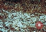 Image of locust plague Iran, 1951, second 14 stock footage video 65675024525