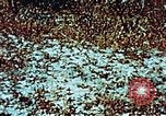 Image of locust plague Iran, 1951, second 15 stock footage video 65675024525