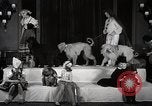 Image of Debutante Dogs Boston Massachusetts USA, 1939, second 11 stock footage video 65675024549