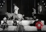 Image of Debutante Dogs Boston Massachusetts USA, 1939, second 14 stock footage video 65675024549
