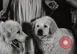 Image of Debutante Dogs Boston Massachusetts USA, 1939, second 21 stock footage video 65675024549